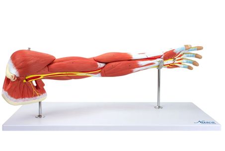 Muscle of Arm, 7 Parts ( MG21152)