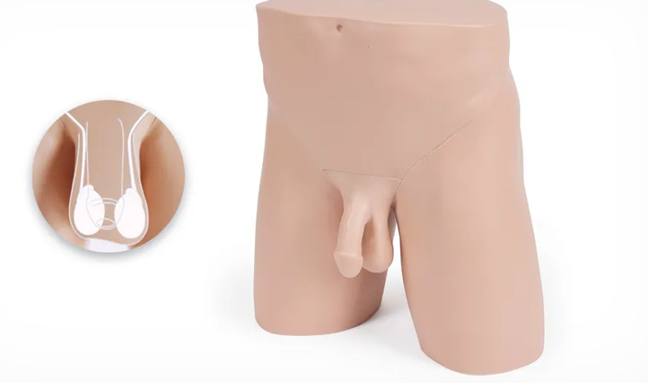 Clinical Male Pelvic Trainer (CMPT) Mk 2 - Standard (Light Skin Tone) (60951)
