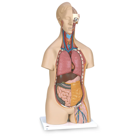 Classic 3B Scientific Unisex Torso (14-Parts) (SB41420)