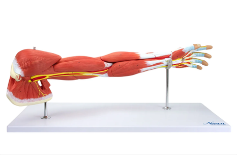 Muscle of Arm, 7 Parts ( MG21152)