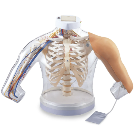 Intramuscular Injection Upper Arm Model with Feedback (SB45069)