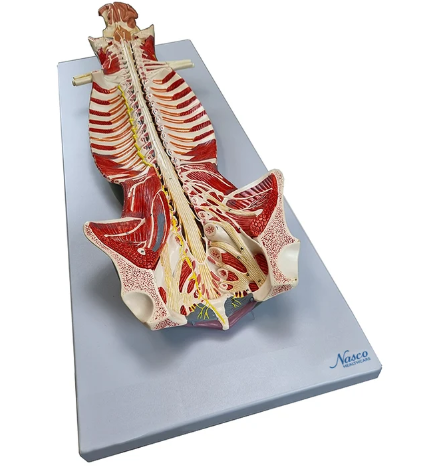 Human Spinal Cord (MG13442)